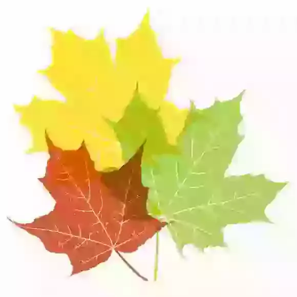 Year 1 Maple Class 